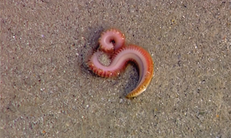 La vie dans l'estran - 15mn 39s